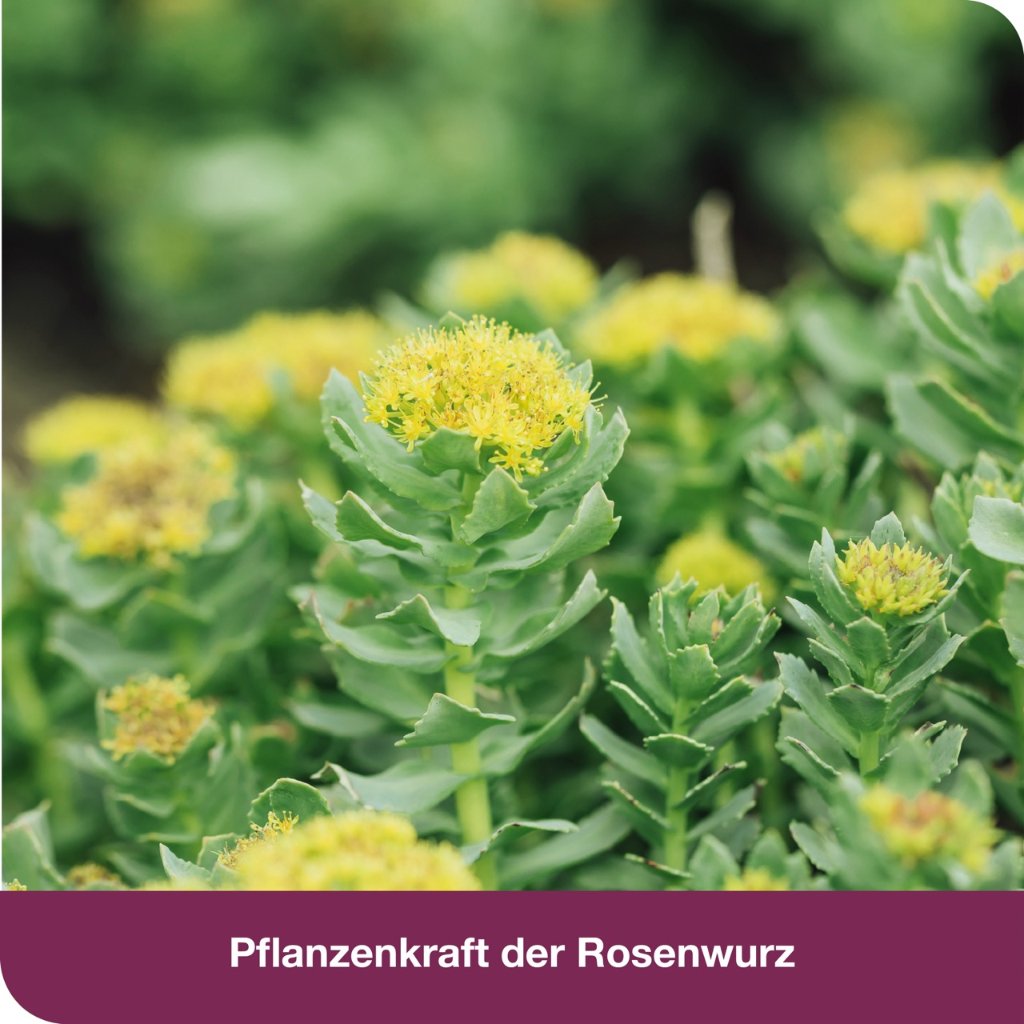 RHODIOLOGES 200 mg Filmtabletten