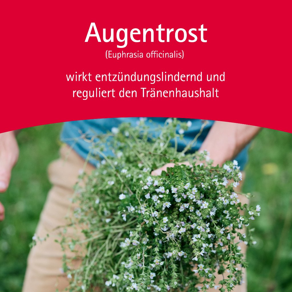Euphrasia Augentropfen