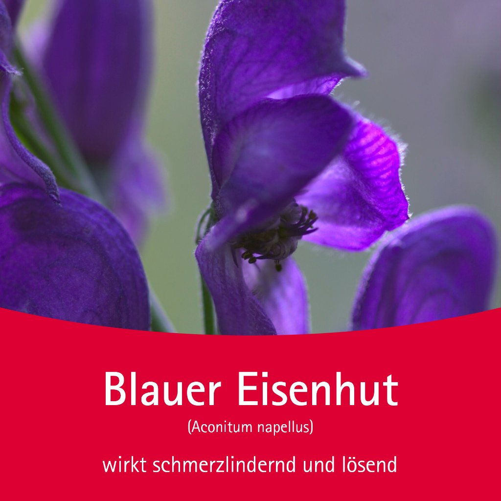 Aconit Schmerzöl