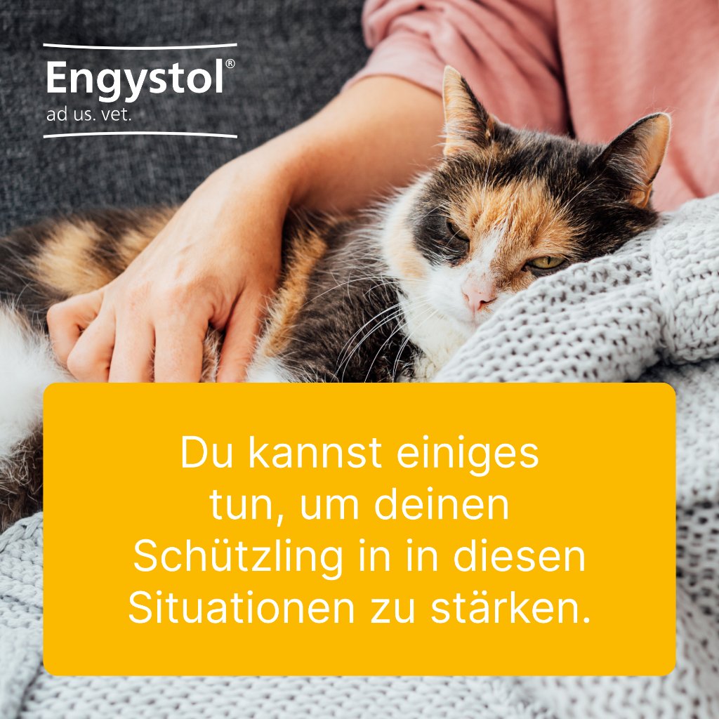 ENGYSTOL ad us.vet.Tabletten