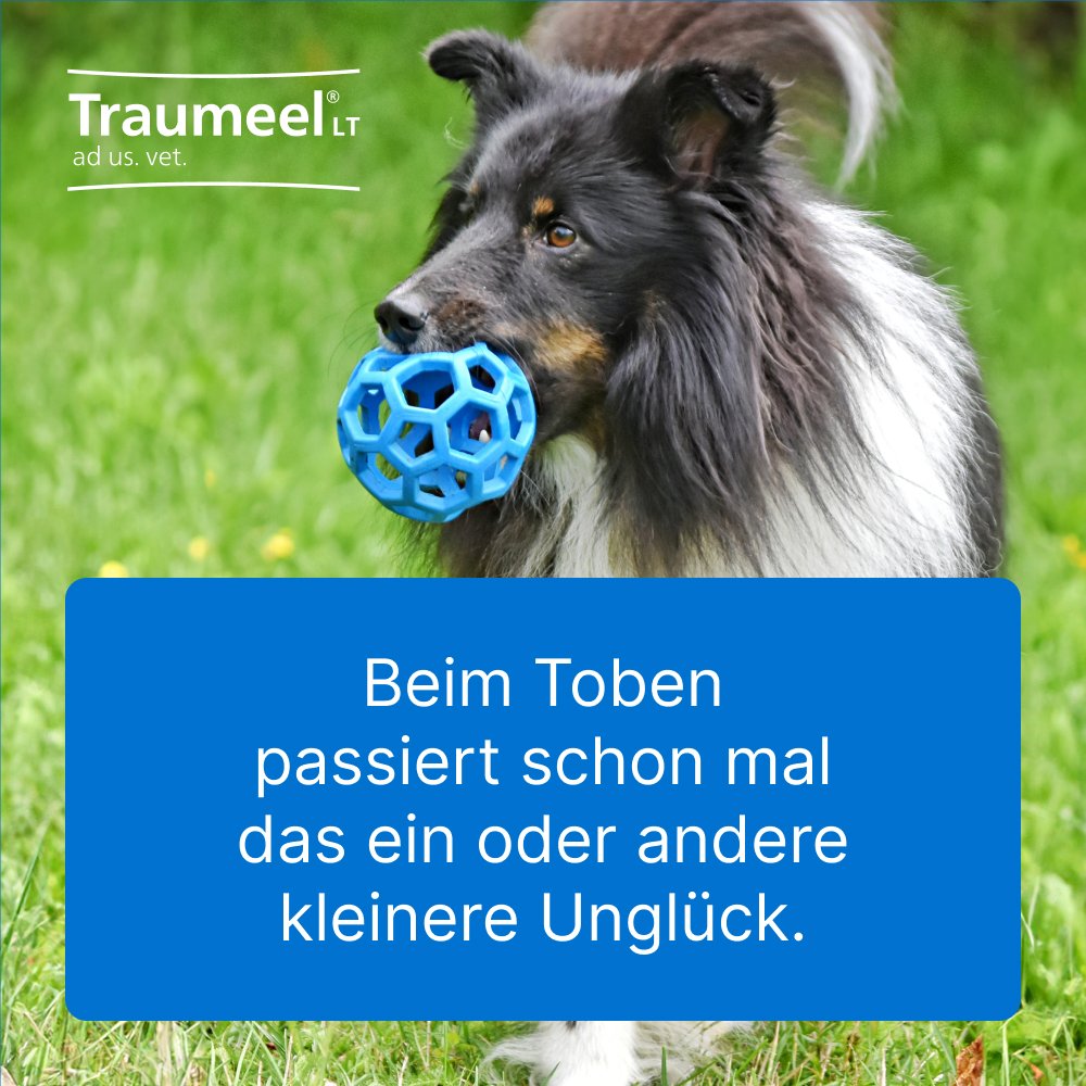 TRAUMEEL LT ad us.vet.Tabletten