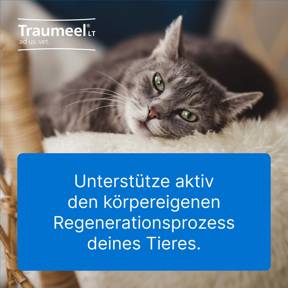 TRAUMEEL LT ad us.vet.Tabletten