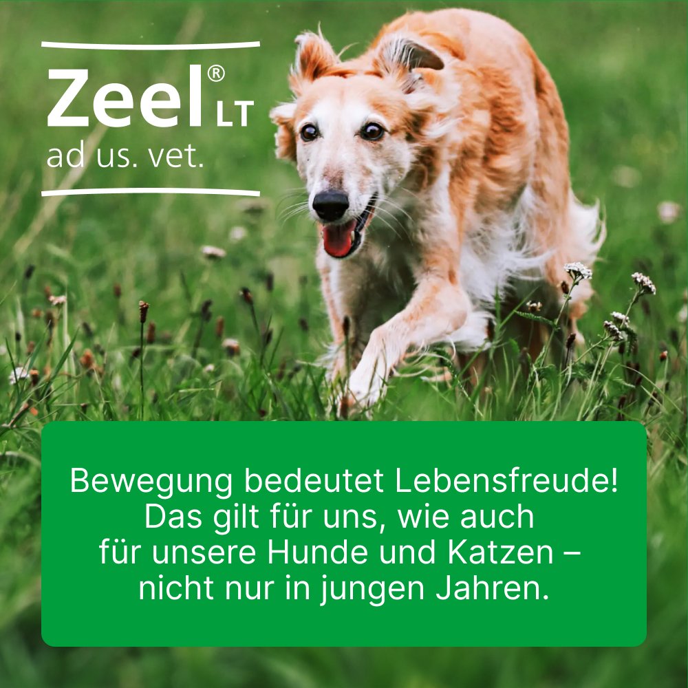 ZEEL LT ad us.vet.Tabletten