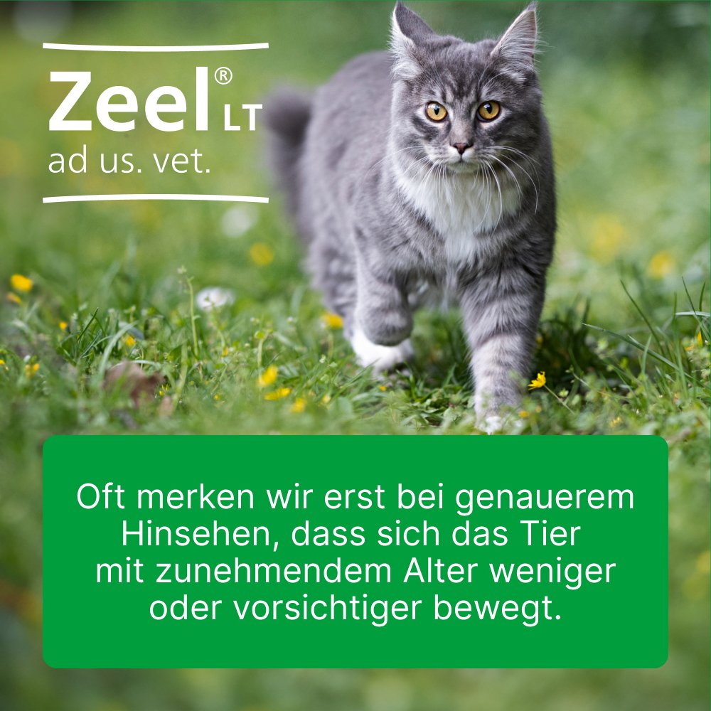 ZEEL LT ad us.vet.Tabletten