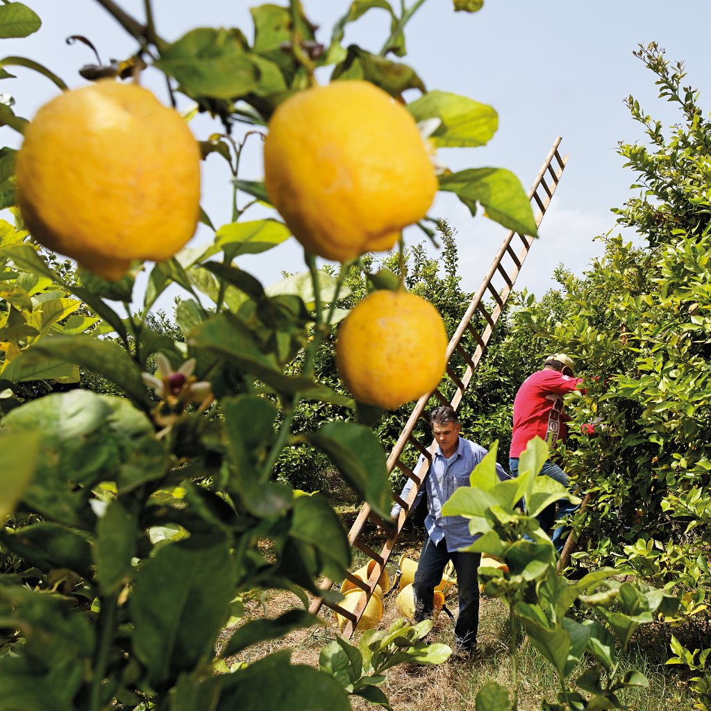 WELEDA Citrus erfrischendes Pflege-Öl