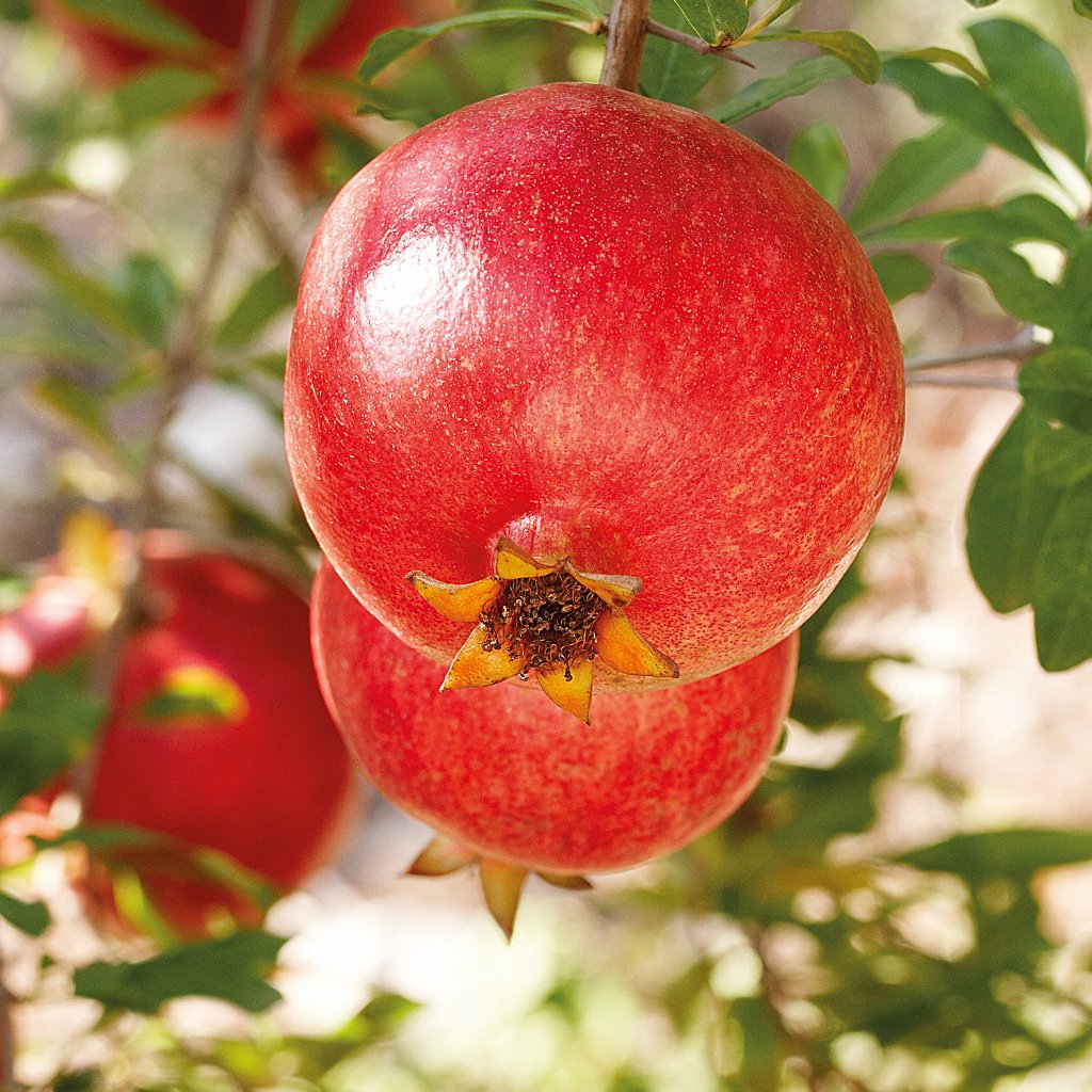 WELEDA Granatapfel intensiv Handcreme