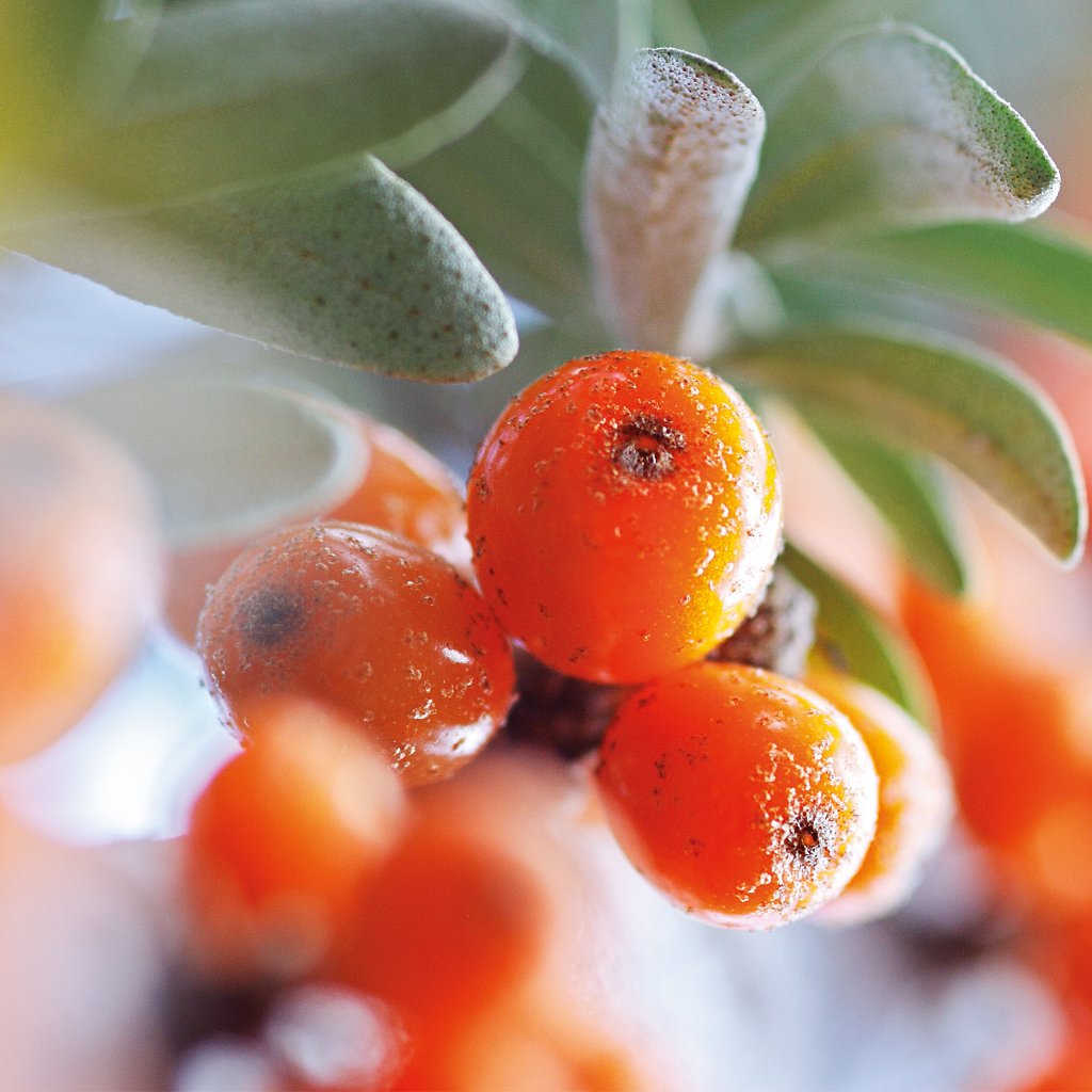 WELEDA Sanddorn Express Handcreme