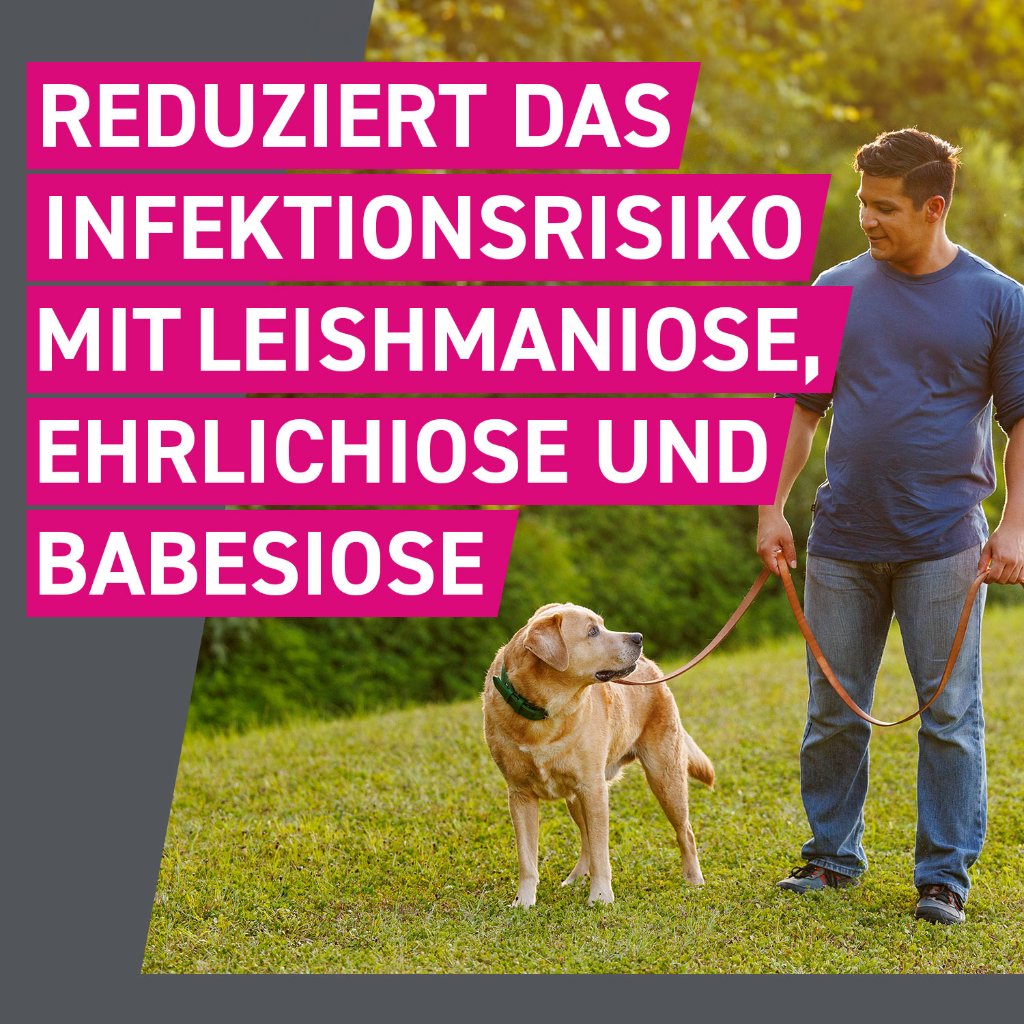 Frontline Tri-Act Parasitenschutz f. Hunde 20-40 kg 6 Pip.