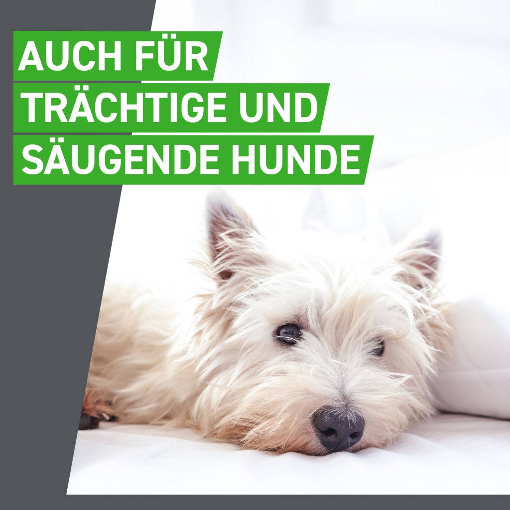 Frontline Combo Floh- und Zeckenschutz f. Hunde S 6 Pip.