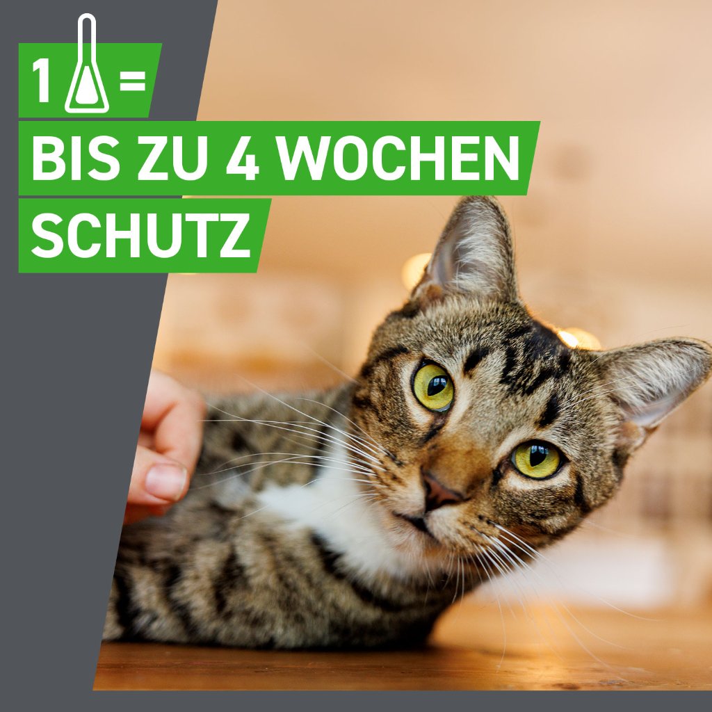 Frontline Combo Floh- und Zeckenschutz f. Katzen 6 Pip.