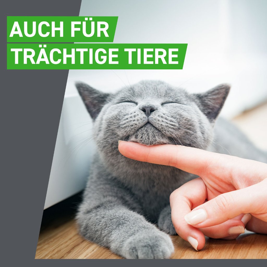 Frontline Combo Floh- und Zeckenschutz f. Katzen 6 Pip.