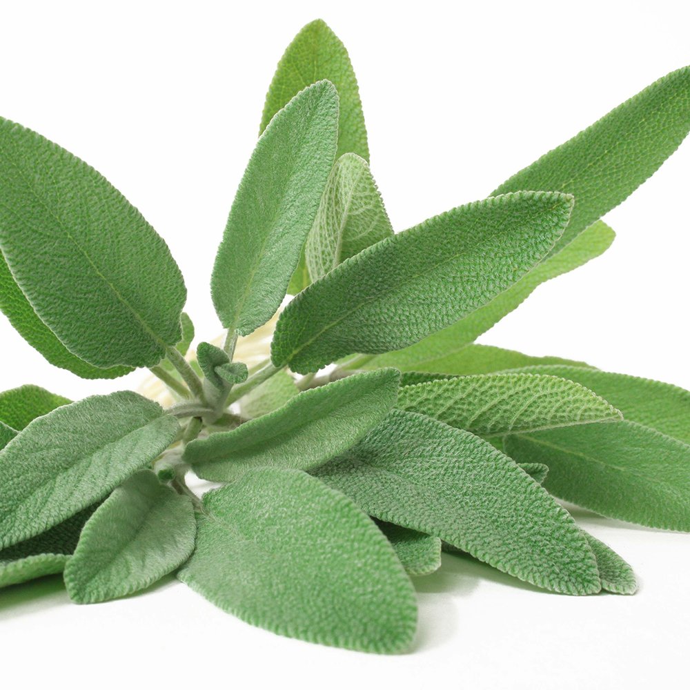 Dr. Jacob's Pure Focus Salbei Ashwagandha Guarana Koffein