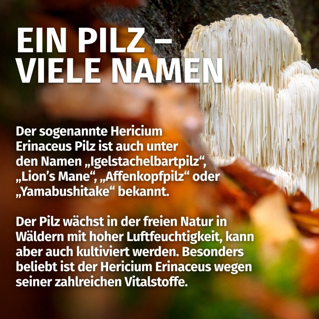 GREEN NATURALS Lions Mane Hericium 2100 mg vegan