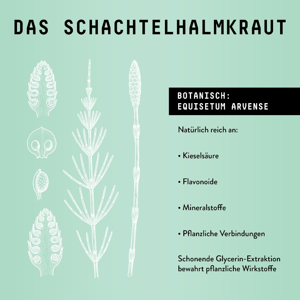 Marishanti Schachtelhalm Extrakt – alkoholfrei