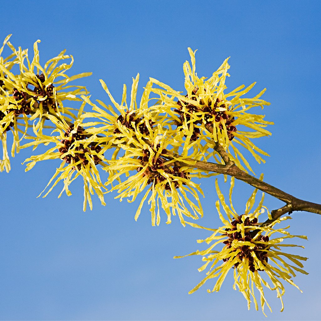 WELEDA belebendes Gesichtswasser