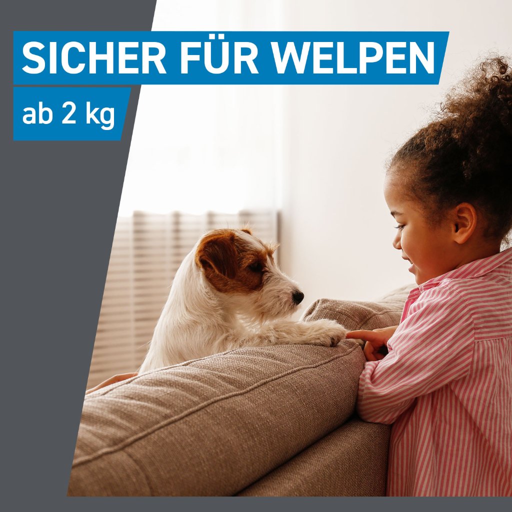 Frontline Spot on Floh- und Zeckenschutz f. Hunde M 6 Pip.