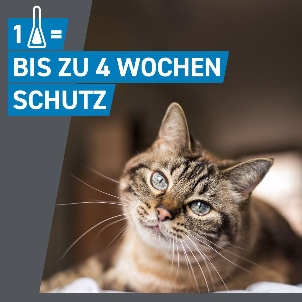 Frontline Spot on Floh- und Zeckenschutz f. Katzen 6 Pip.
