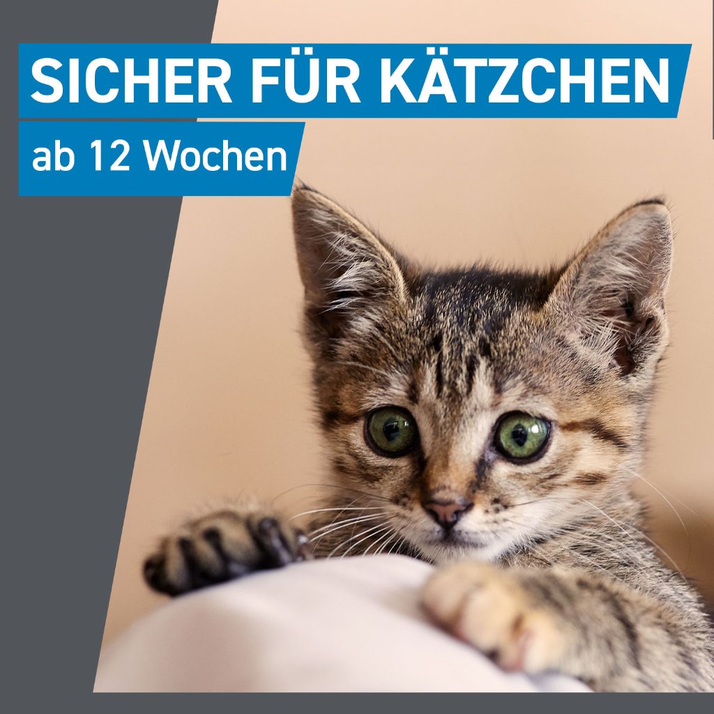 Frontline Spot on Floh- und Zeckenschutz f. Katzen 6 Pip.
