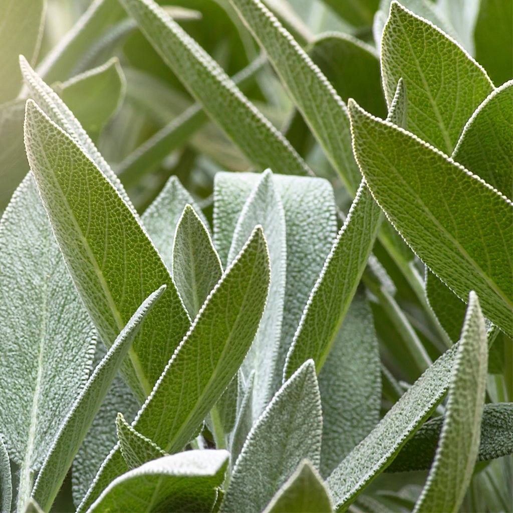 WELEDA Salbei Zahnfleisch Balsam