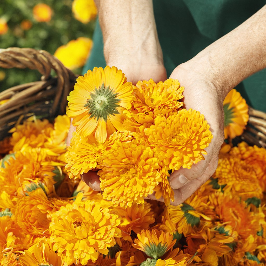 WELEDA Calendula Gesichtscreme