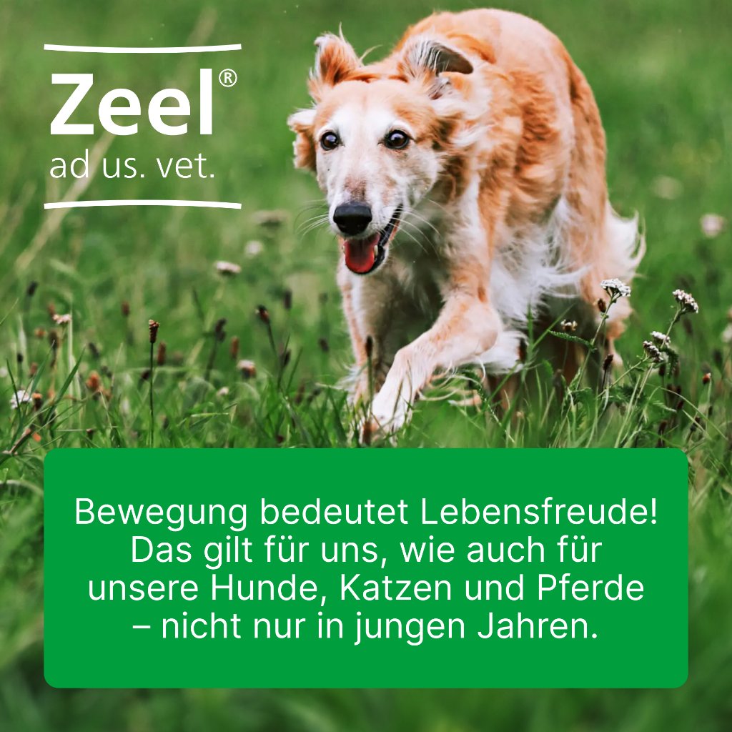ZEEL ad us.vet.Ampullen