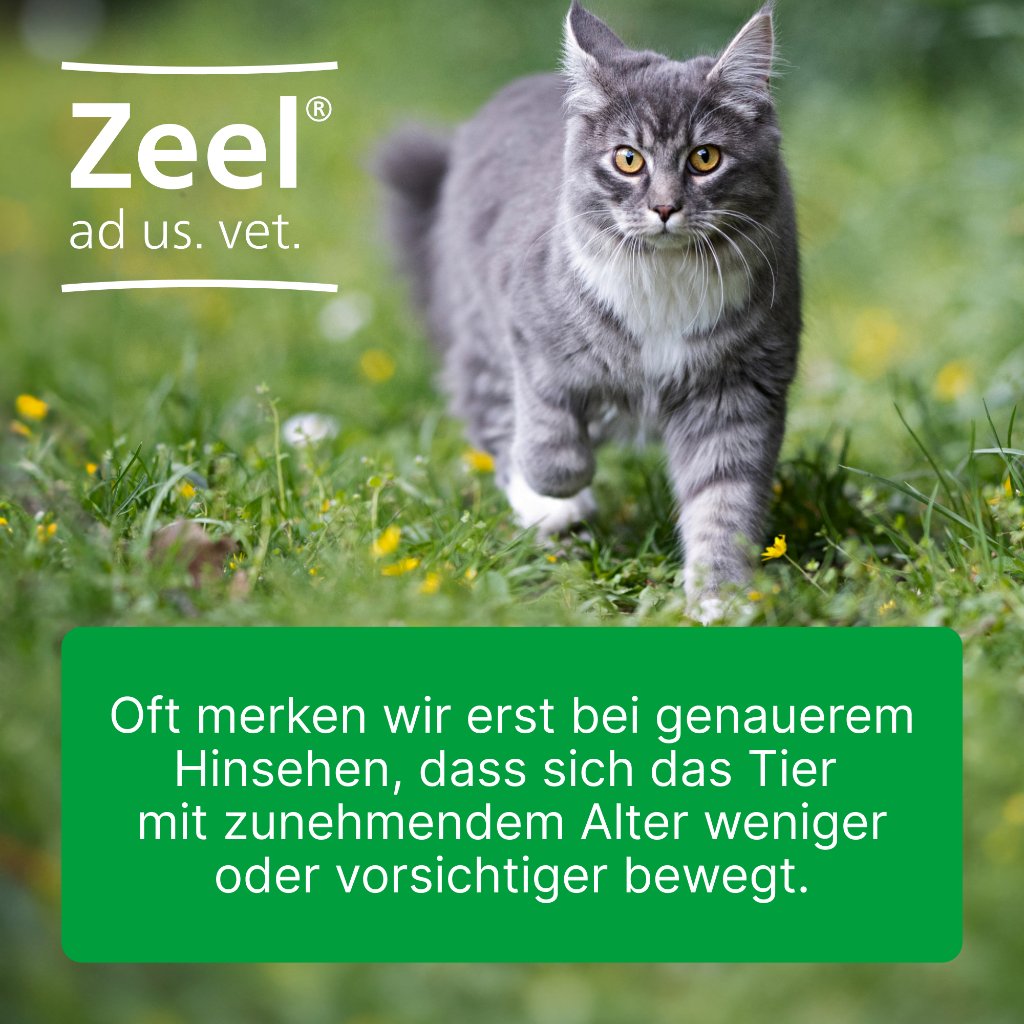 ZEEL ad us.vet.Ampullen