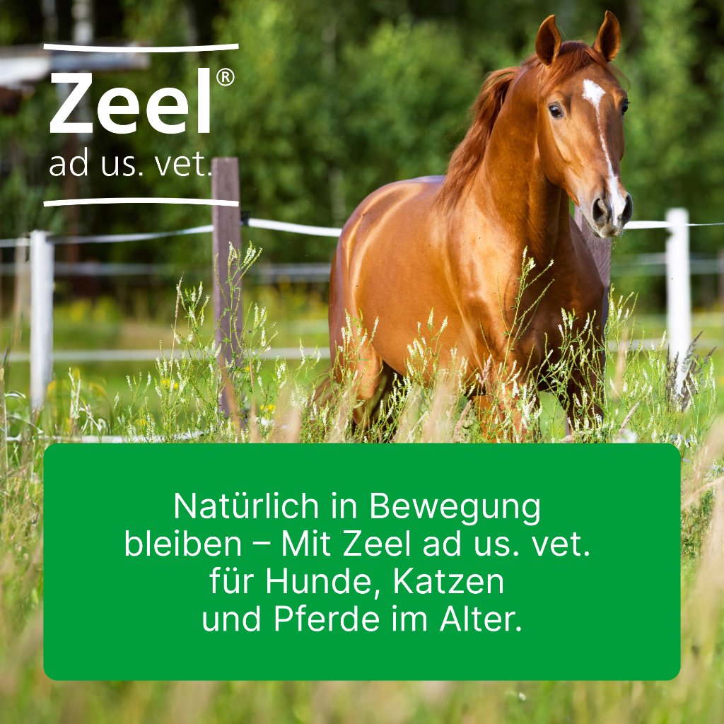 ZEEL ad us.vet.Ampullen