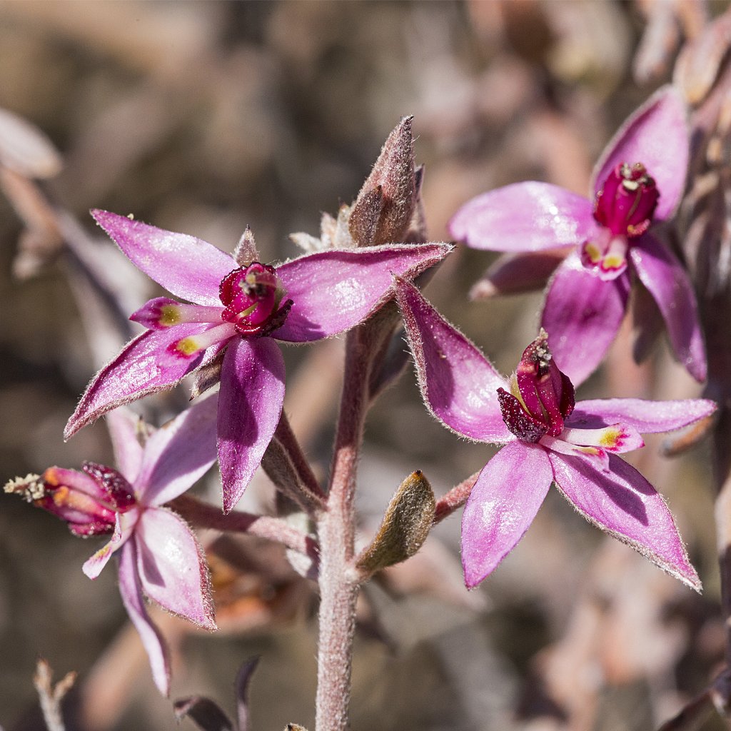 WELEDA Ratanhia Zahncreme