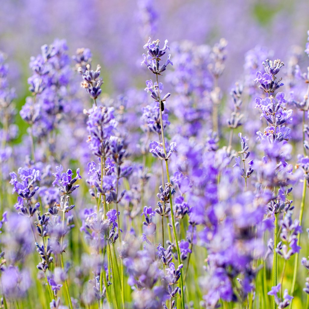 WELEDA Lavendel Entspannungsbad