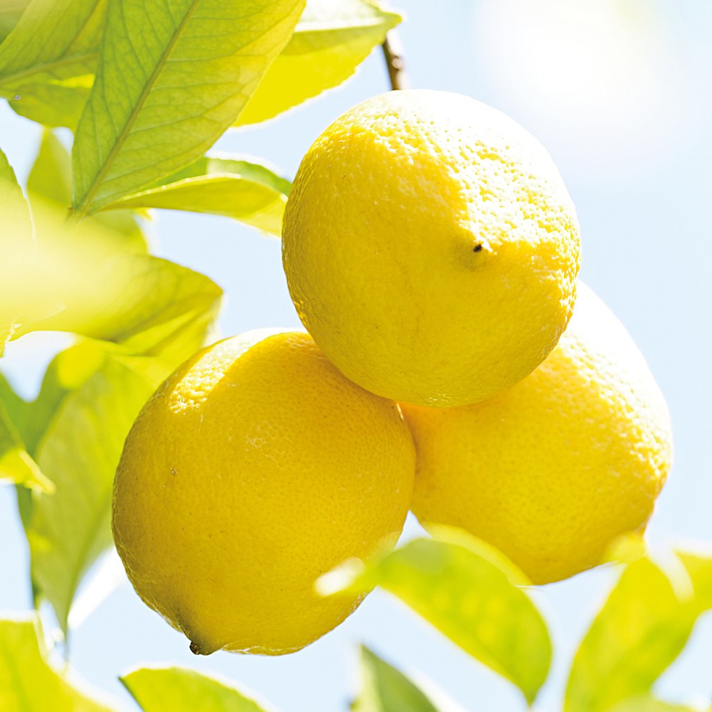 WELEDA Citrus Erfrischungsbad