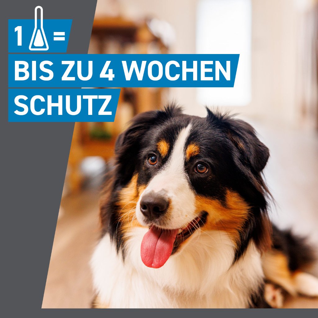 Frontline Spot on Floh- und Zeckenschutz f. Hunde S 3 Pip.