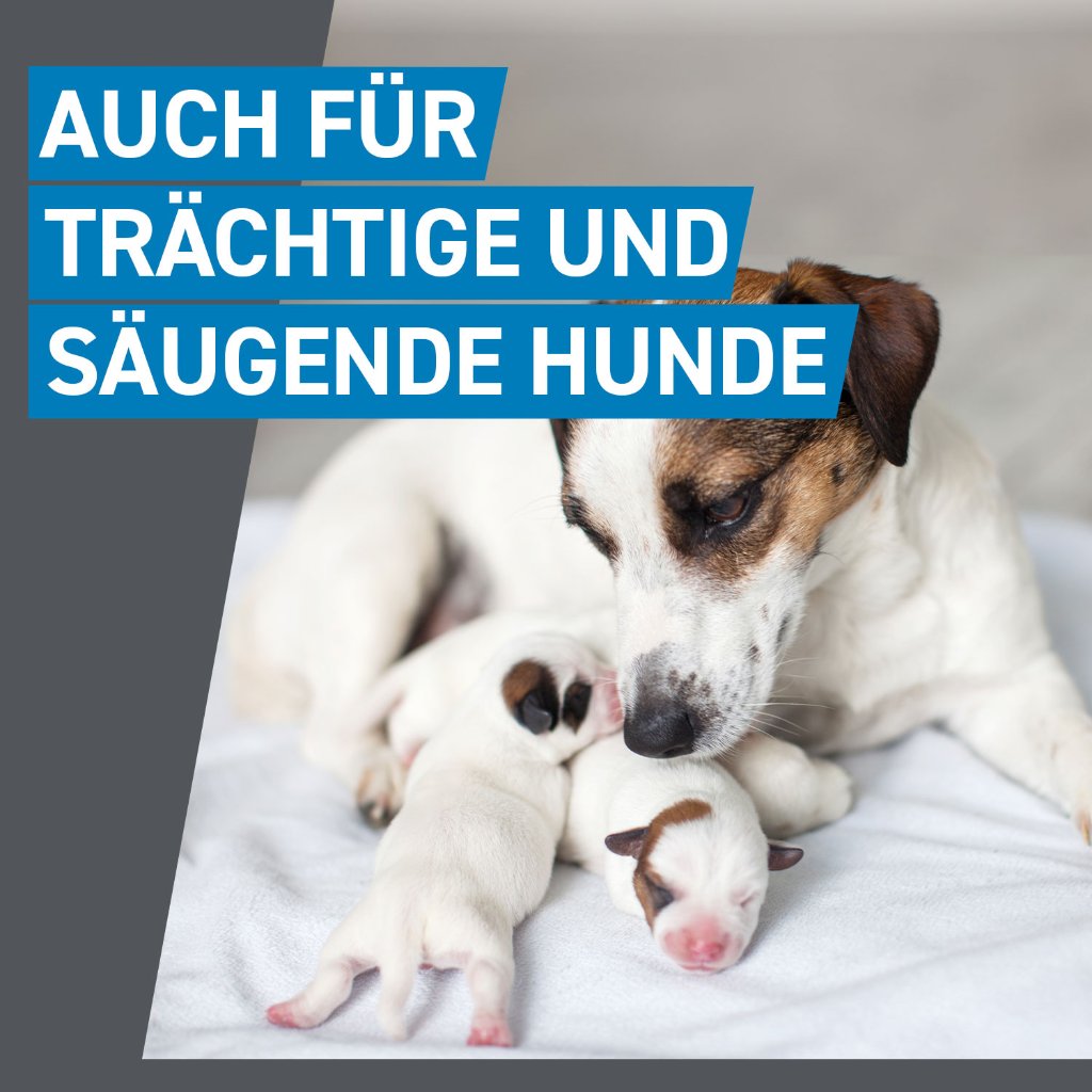 Frontline Spot on Floh- und Zeckenschutz f. Hunde S 3 Pip.