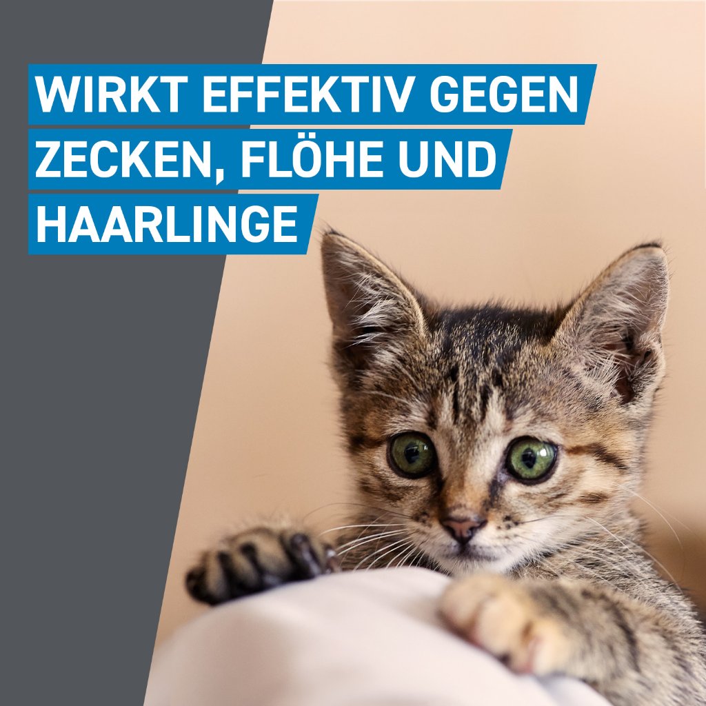 Frontline Spot on Floh- und Zeckenschutz f. Katzen 3 Pip.