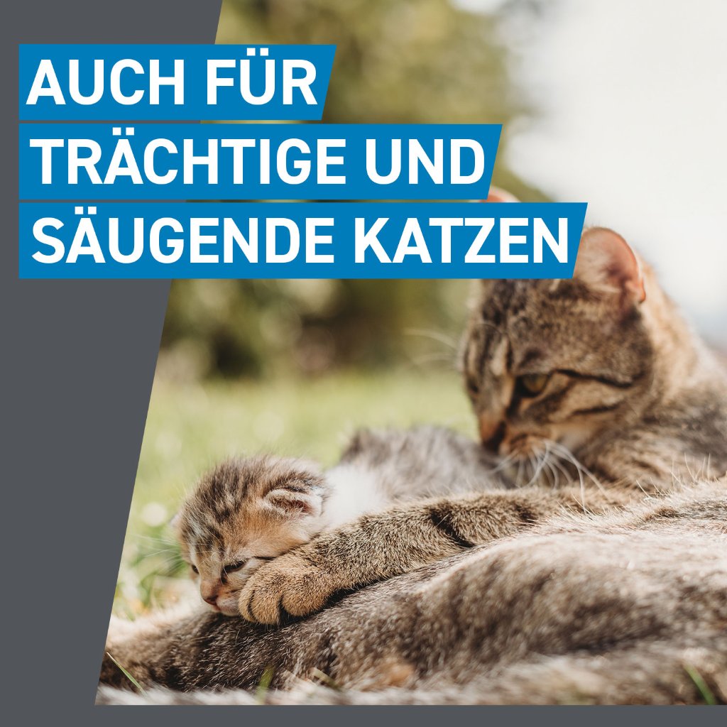 Frontline Spot on Floh- und Zeckenschutz f. Katzen 3 Pip.