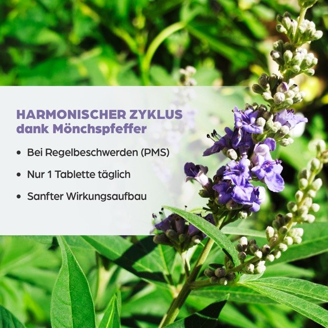 Dr. Böhm® Mönchspfeffer