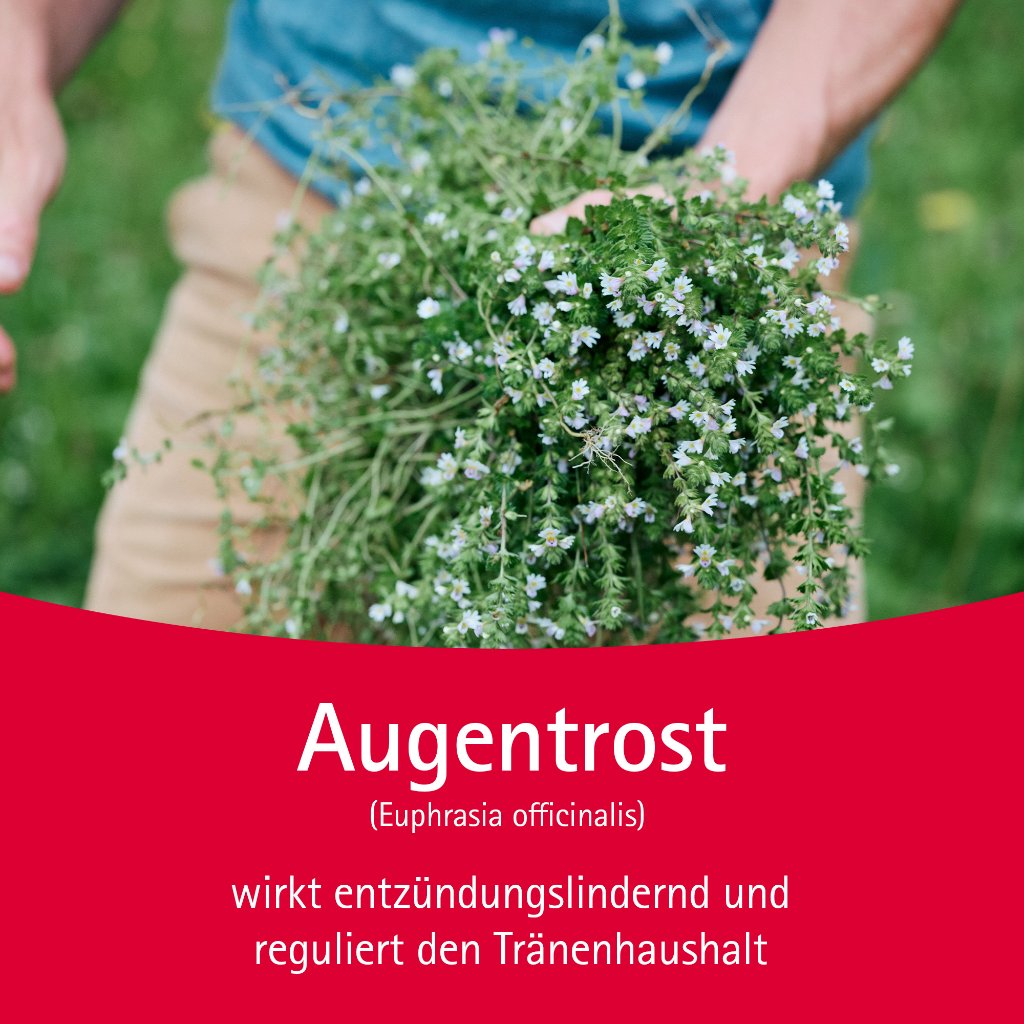 Euphrasia Augentropfen