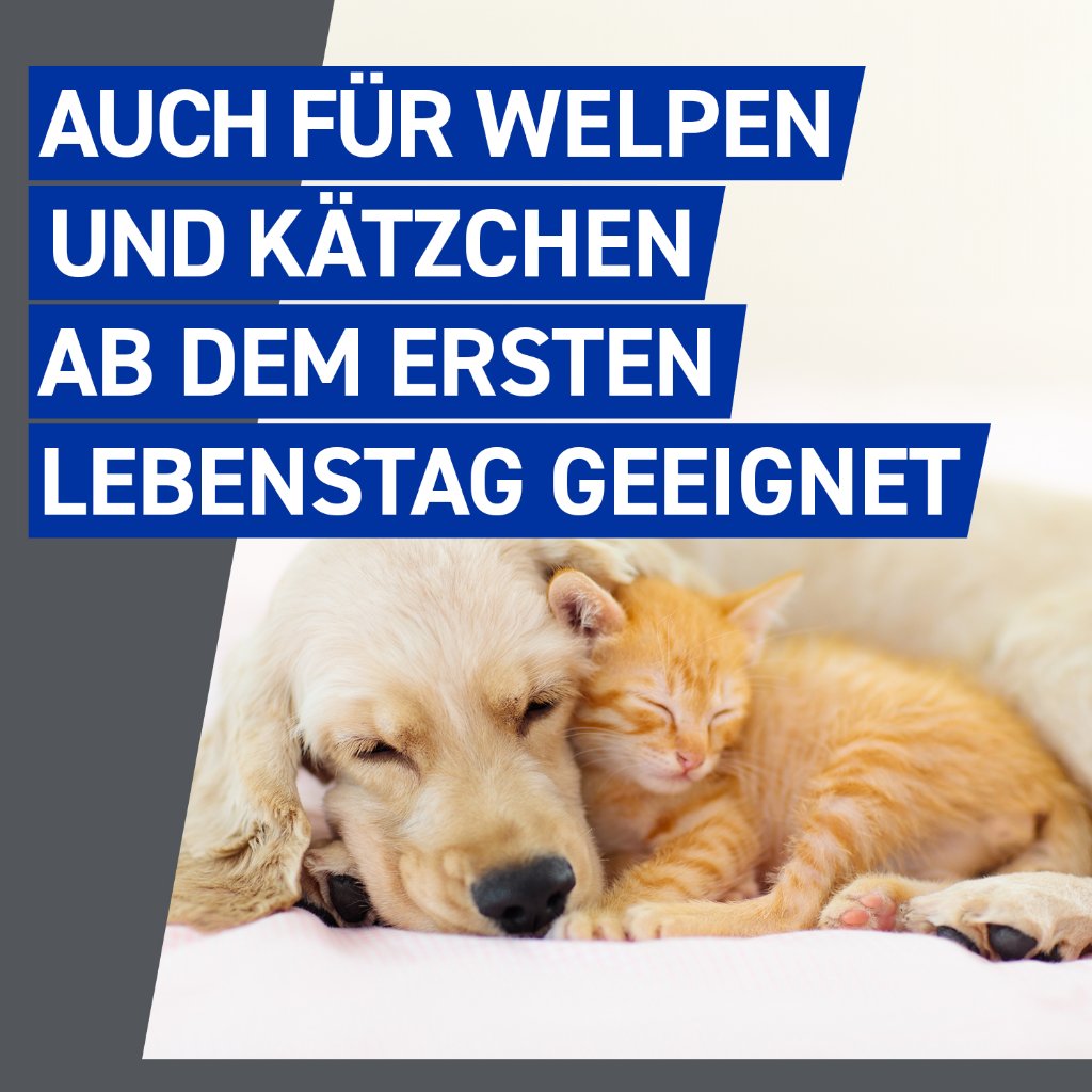 Frontline Spray für Hunde und Katzen ab 1. Lebenstag 100 ml
