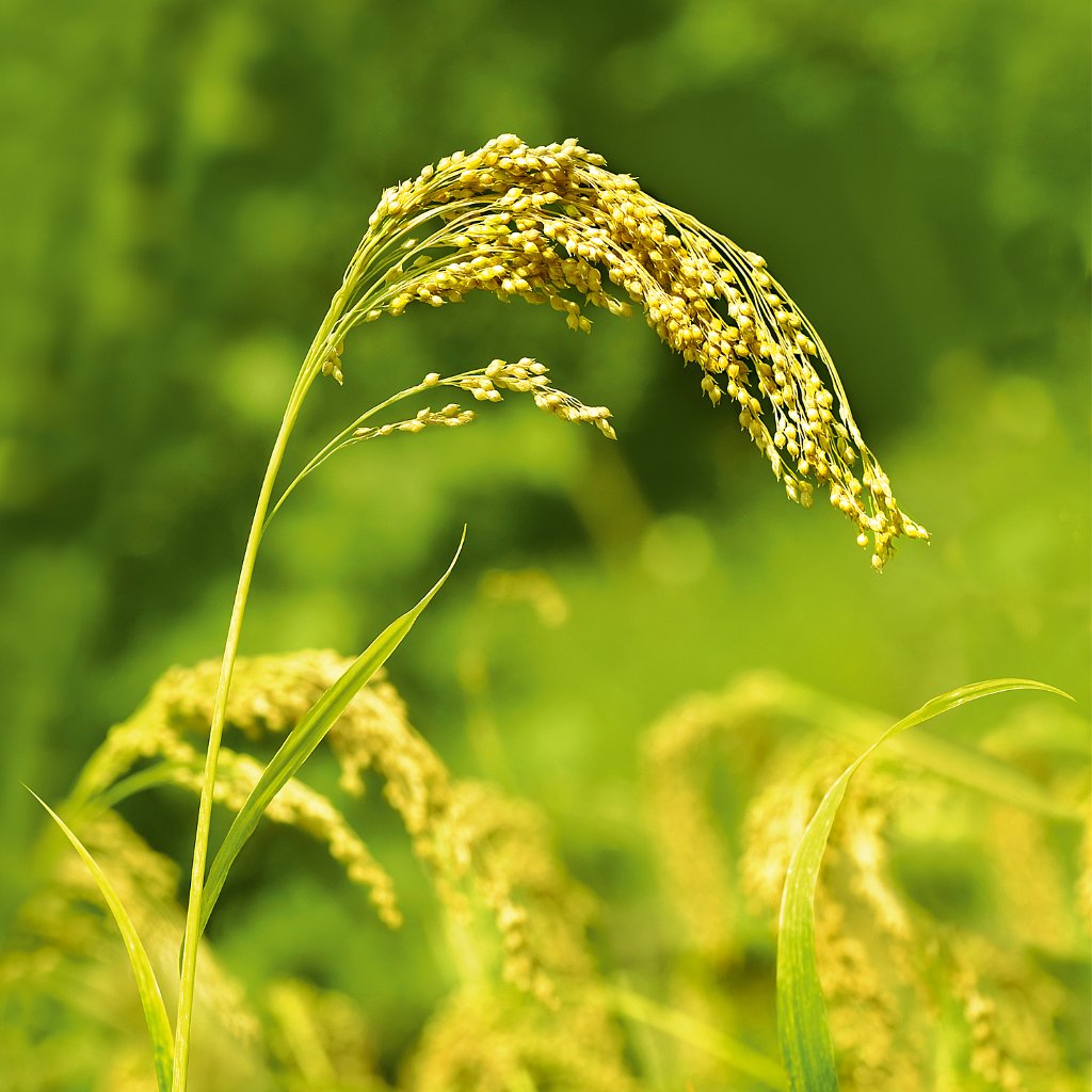 WELEDA Hirse Pflege-Shampoo