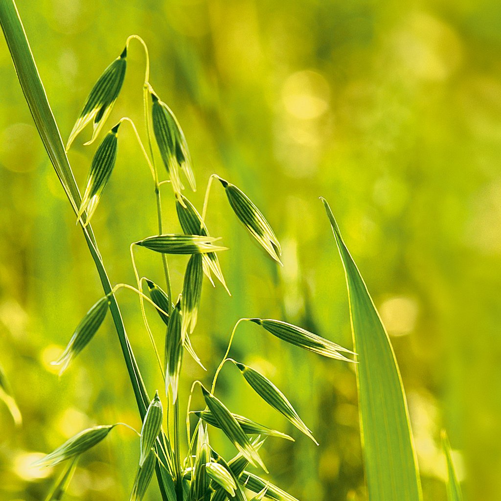 WELEDA Hafer Aufbau-Shampoo