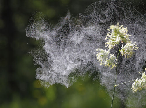 Pollenallergie – Hilfe für Betroffene